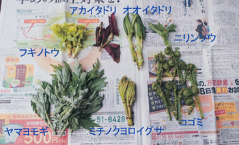 170503山菜.jpg